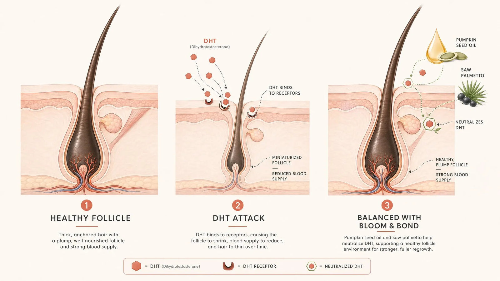 The follicle journey — healthy follicle, DHT attack, and balanced with Bloom & Bond.