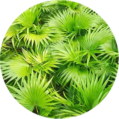 Saw Palmetto