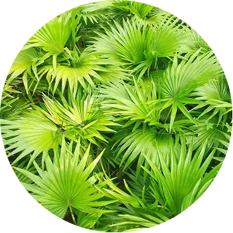 Full-Spectrum Saw Palmetto